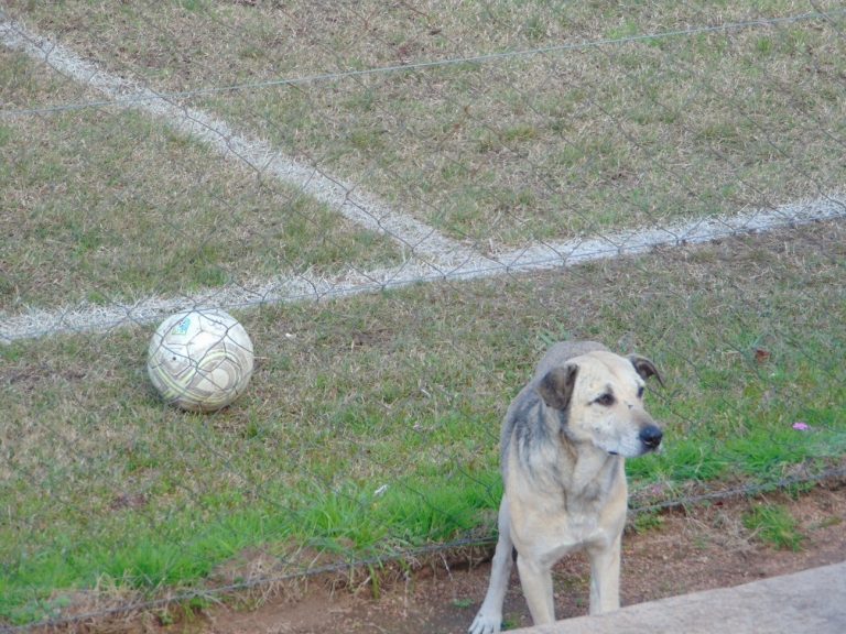 futbolperro