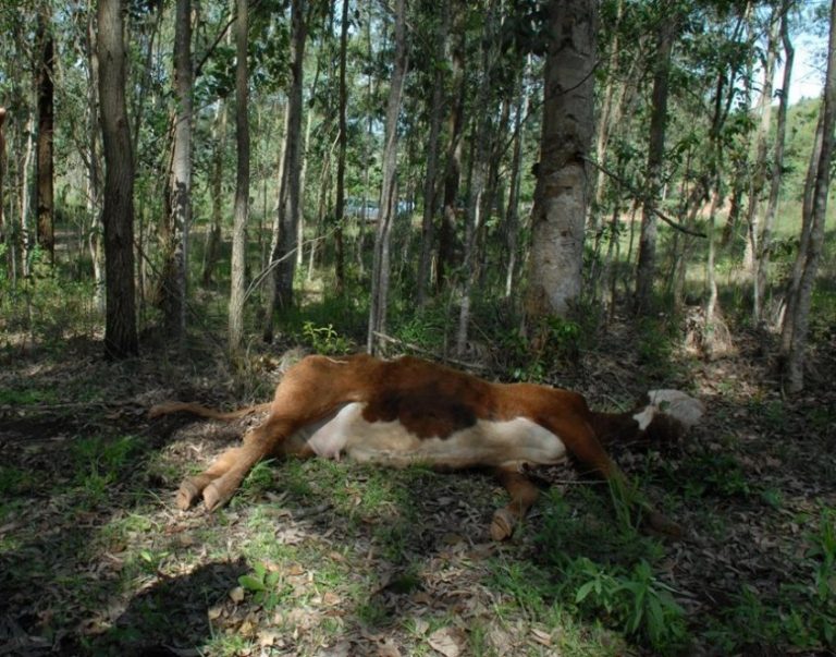 rabia paralitica -observador