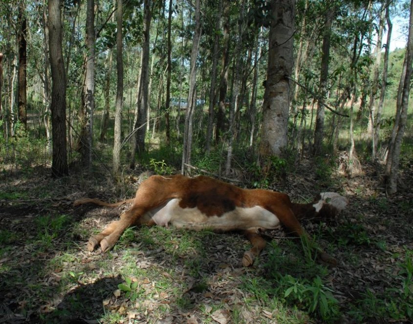rabia paralitica -observador