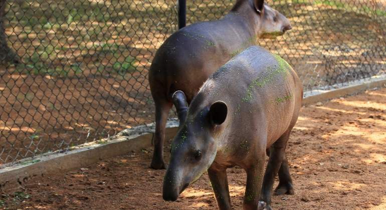 tapirs-reuters