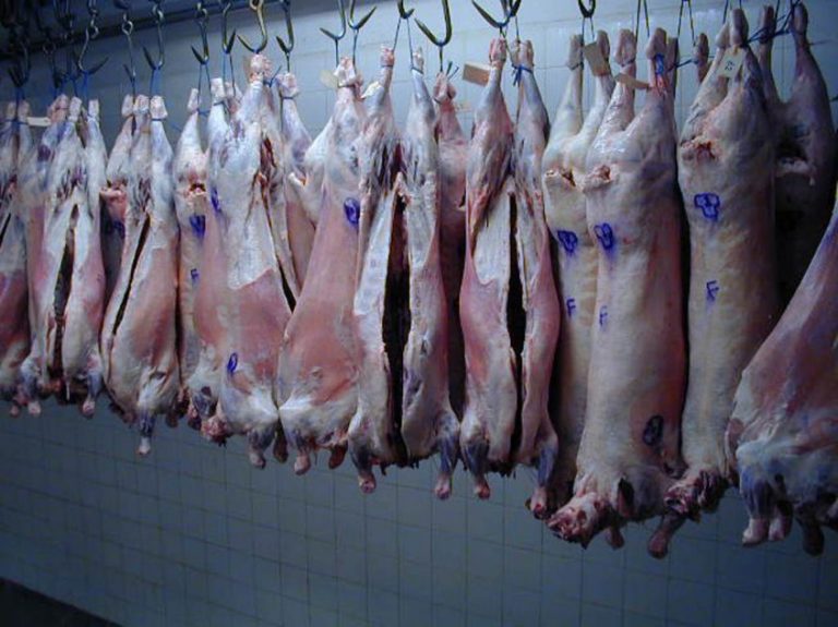 Carne Ovina -observador