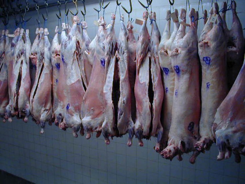 Carne Ovina -observador