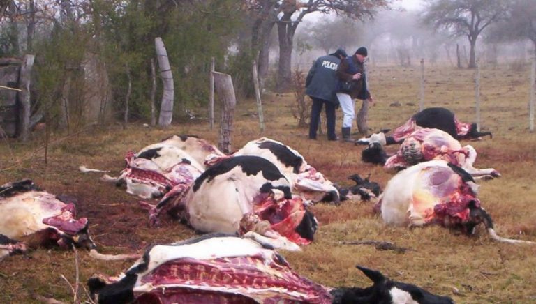 Abigeatos sin control