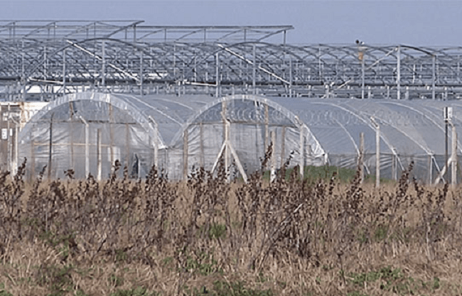 marihuana-penal-canabbis