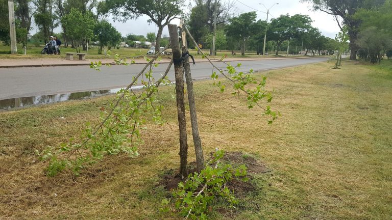 vandalismo olimar (6)