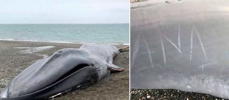 ballena-barada-chile-2