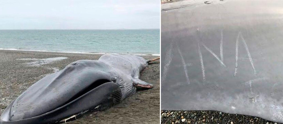 ballena-barada-chile-2