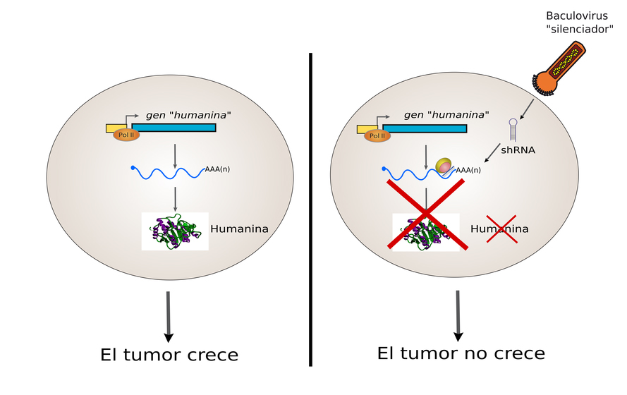 conicet-tumor2