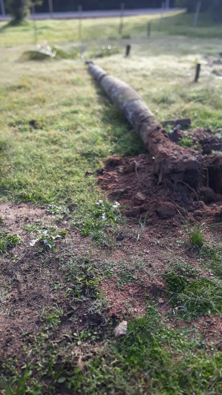 Palmeras arrancadas en el Olimar (3)