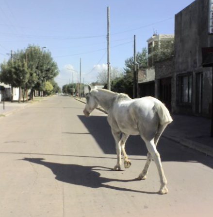 Caballo suelto en la vía pública