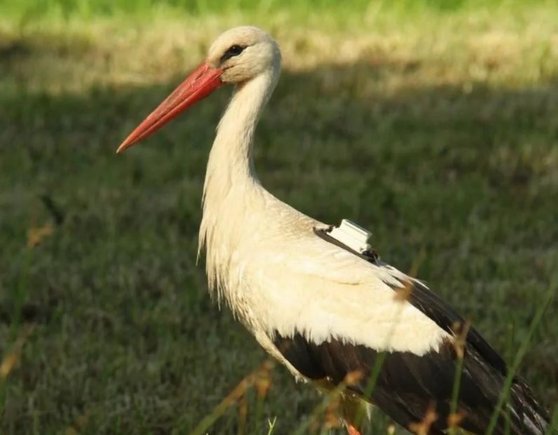 Cigüeña controlada