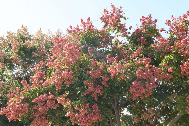 Jaboneros de la China