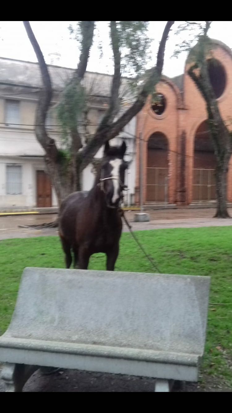 Caballo plaza 19abril (2)