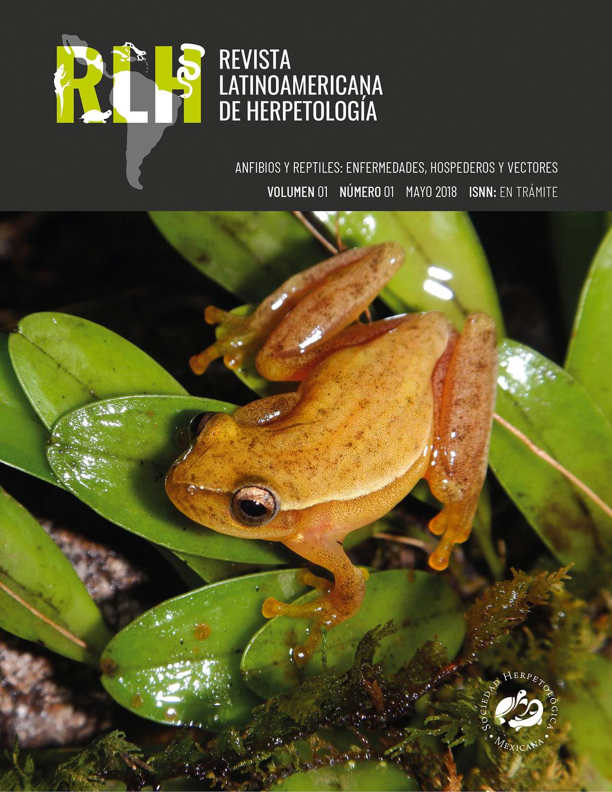 Ranas toro