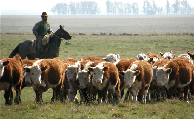 Productor rural - ganado - vacas - bovinos