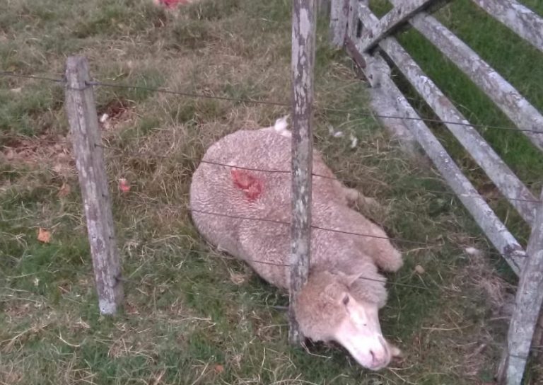 Lanar muerto por ataque de perro