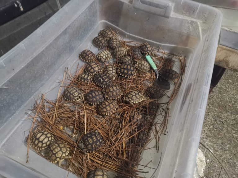 Tráfico animales (4)