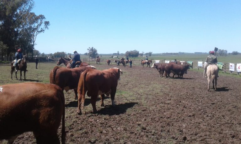 Imagen-Hereford-en-Lascano