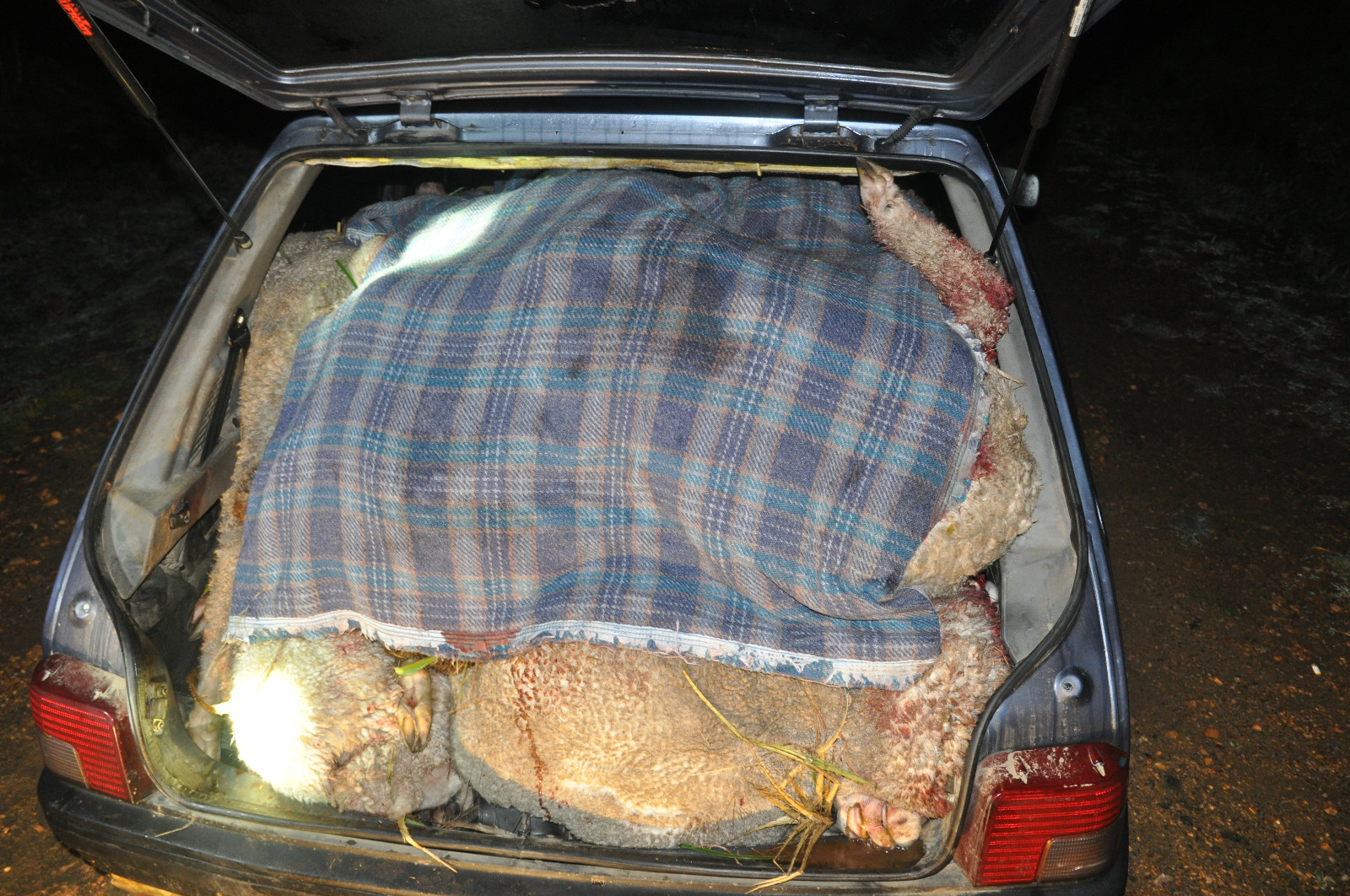 Abigeato Lavalleja -unicom (2)