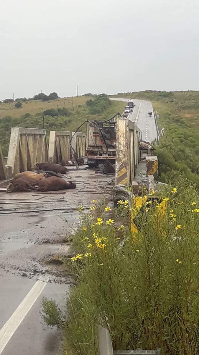 Accidente camión ganado