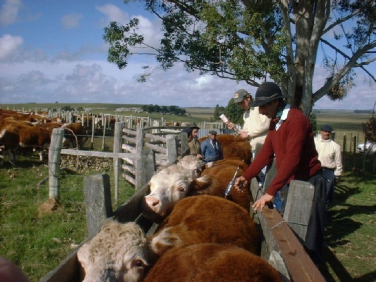 Vacunando ganado -mgap