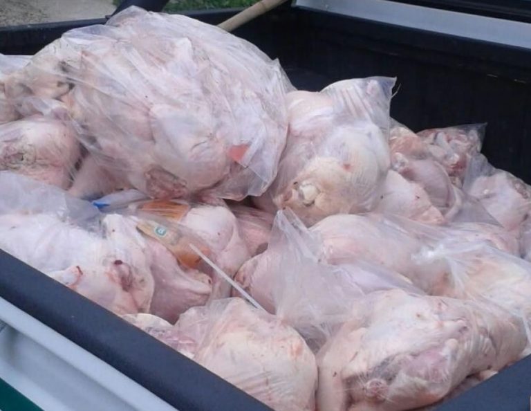 Pollo en mal estado