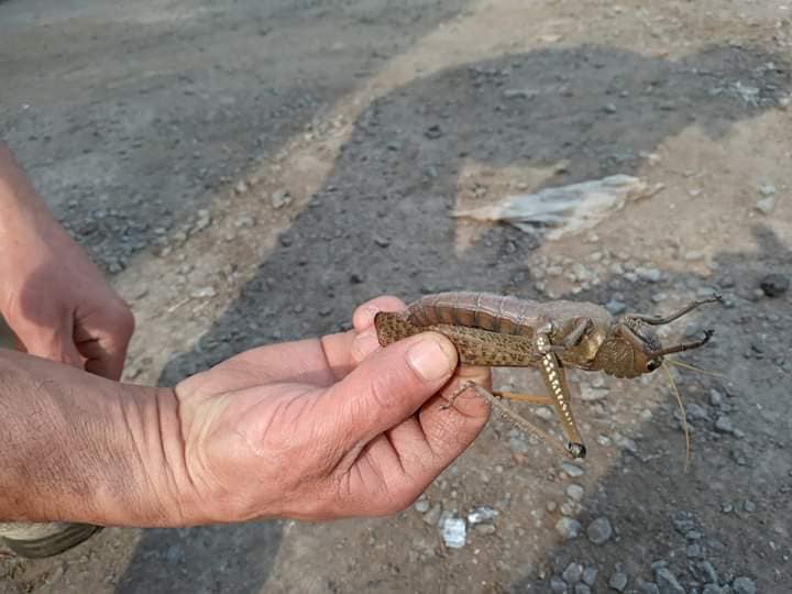 Langostas -luis moreira (1)