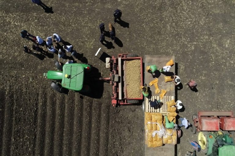 cultivo papa internos unidad 2