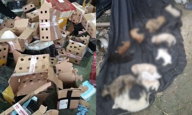 mascotas abandonadas en china