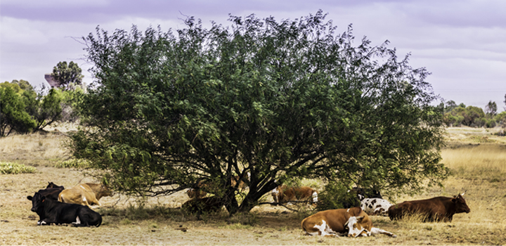 Animales a la sombra -sequía