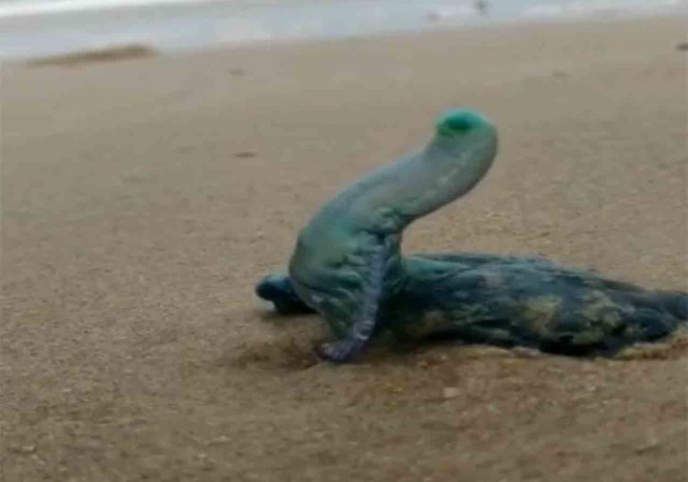 fragata_portuguesa1-770x540