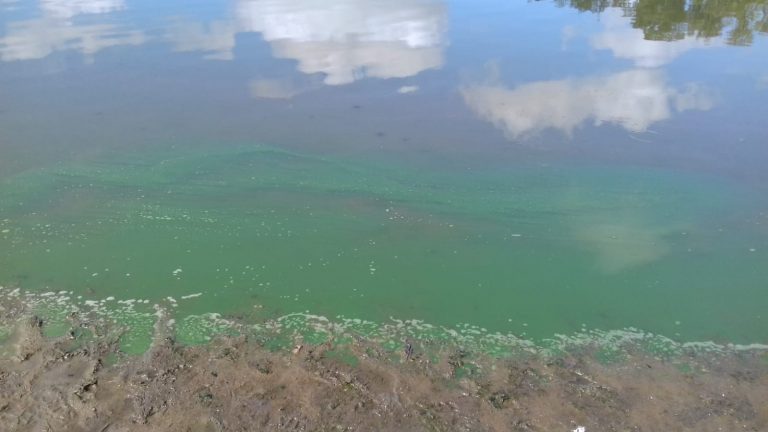 Laguna Arnaud -aguas verdes (2)