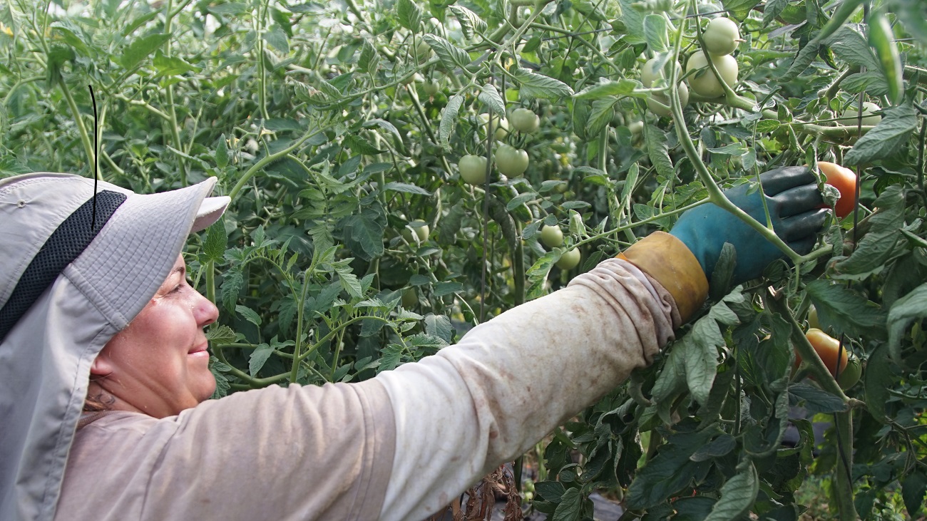 Plantación familiar