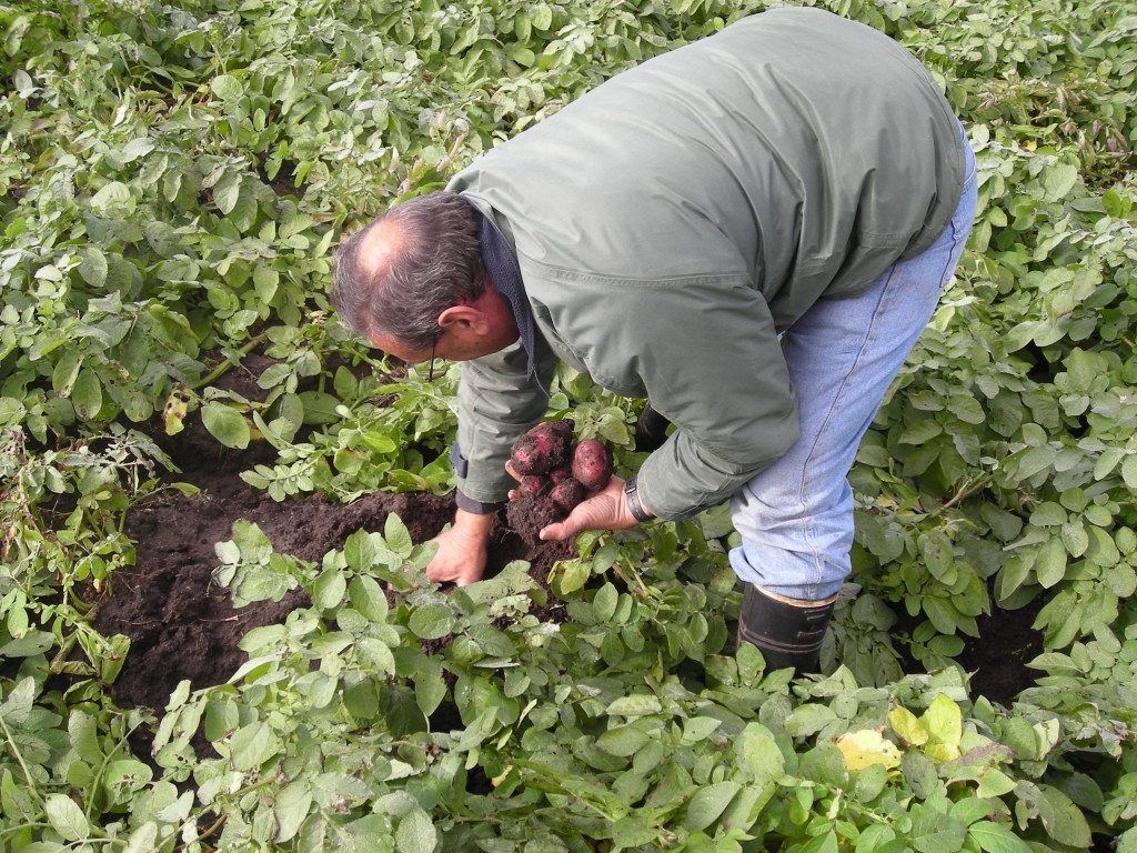 Cultivando papas