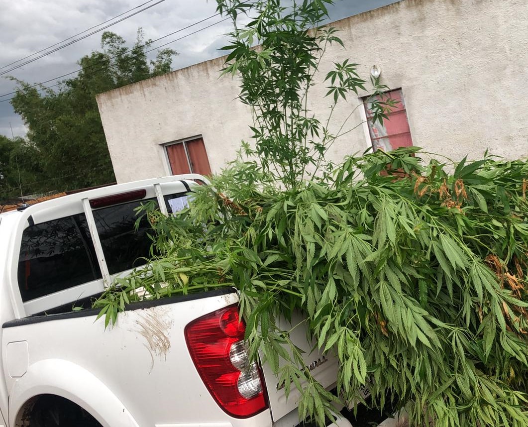 plantas de marihuana incautadas