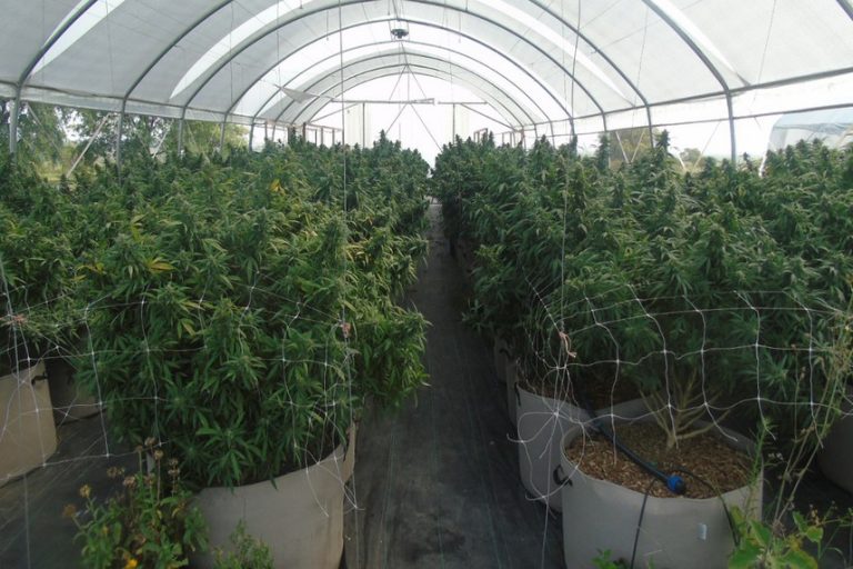 Plantación marihuana Antoniópolis