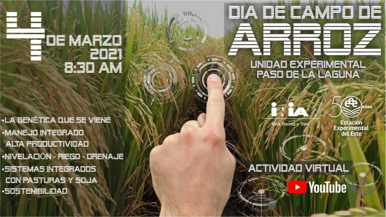 dia de campo arroz