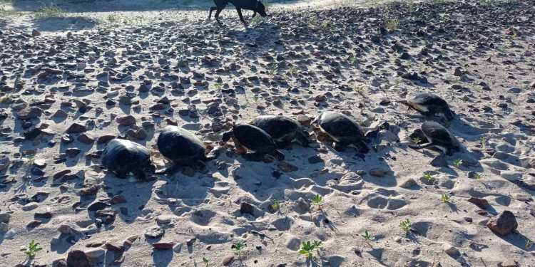 totugas-playa-verde-playa