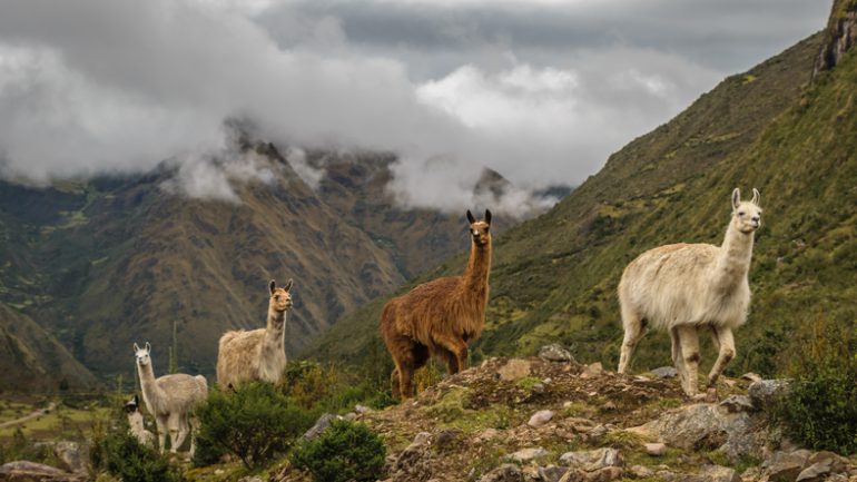 Alpacas en la cordillera -getty