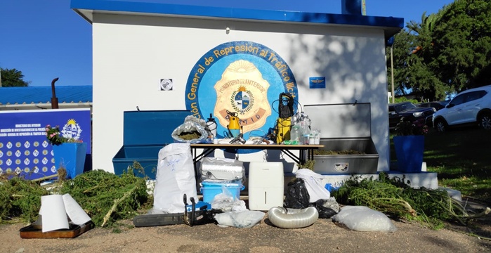 Pollo incautado en 33