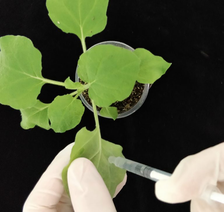 Nicotiana benthamiana