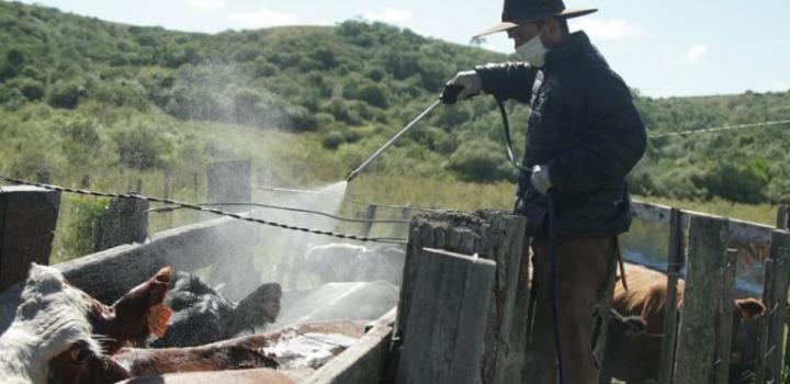 aplicación en manga