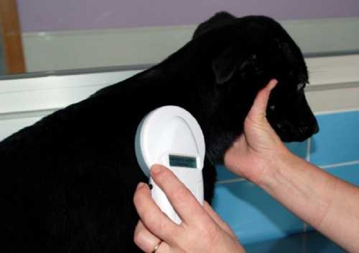 Microchip_Perro-fit-500x353