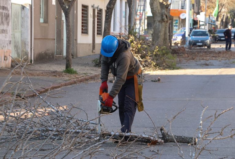 Poda de árboles -G33