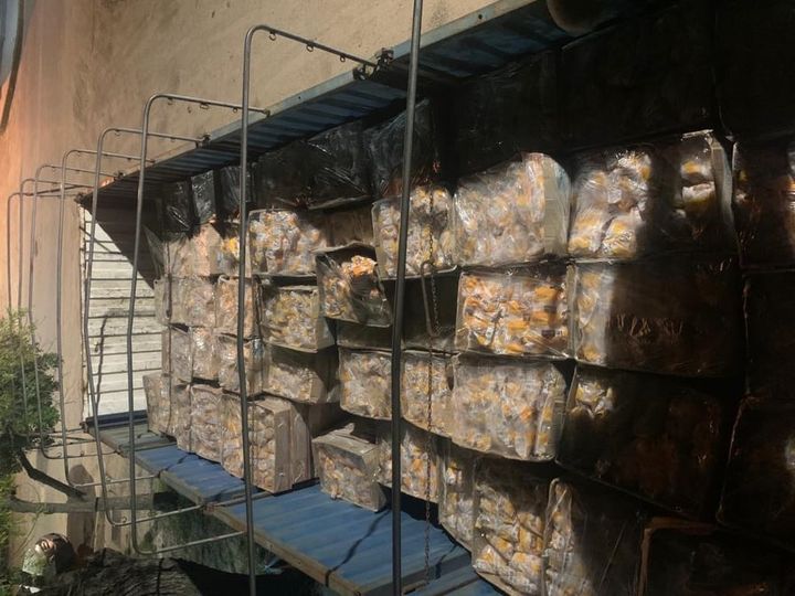 pollo de contrabando