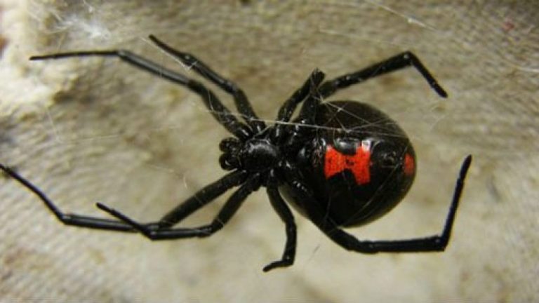 Araña viuda negra