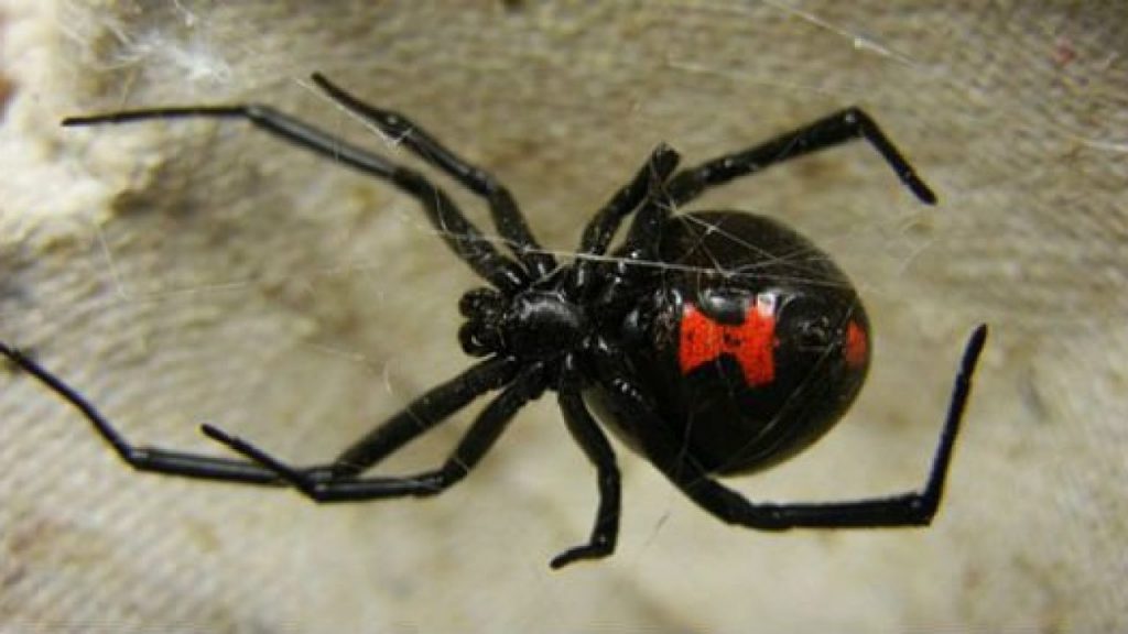 Araña viuda negra