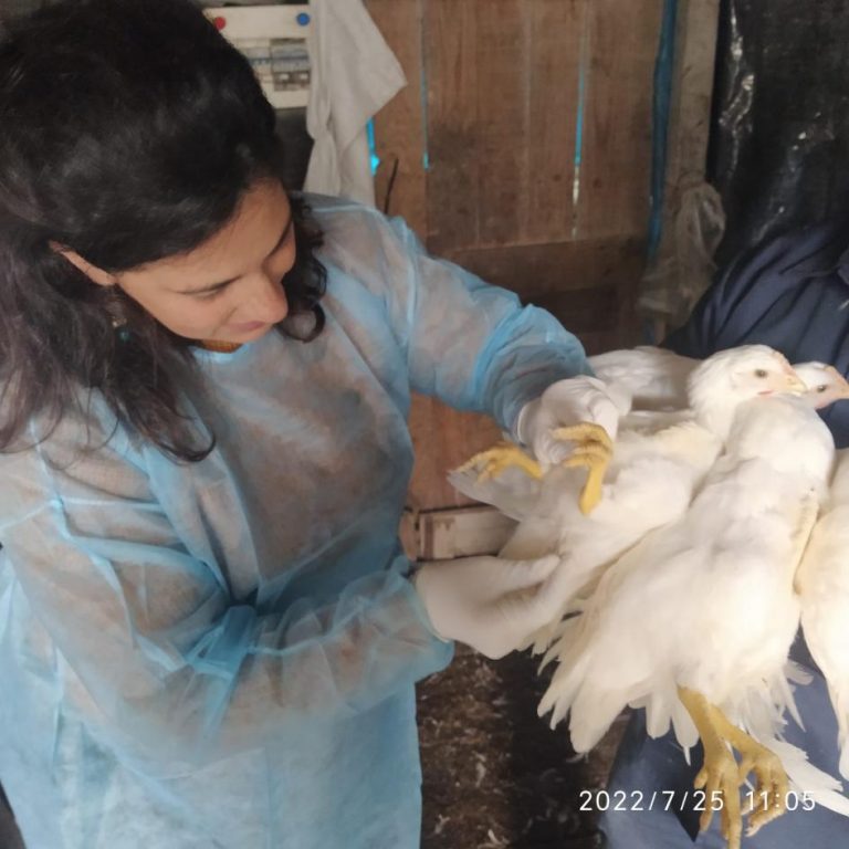 Chequeo animales por Salmonella