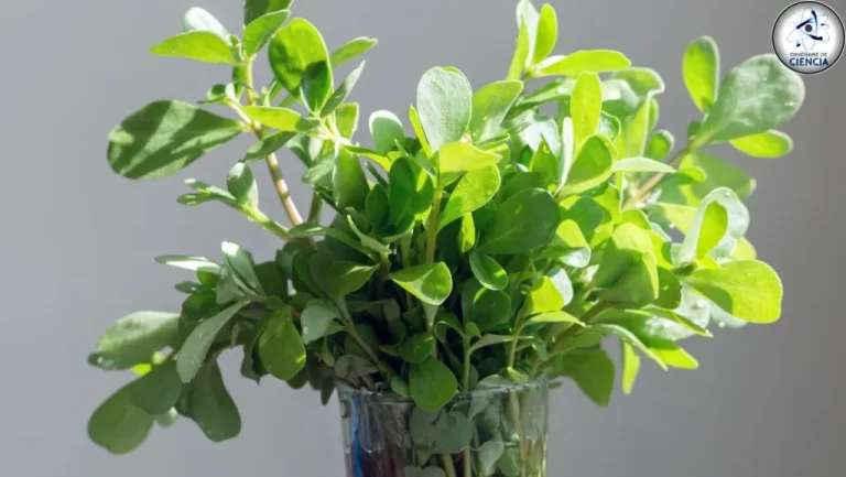 Mala hierba o verdolaga