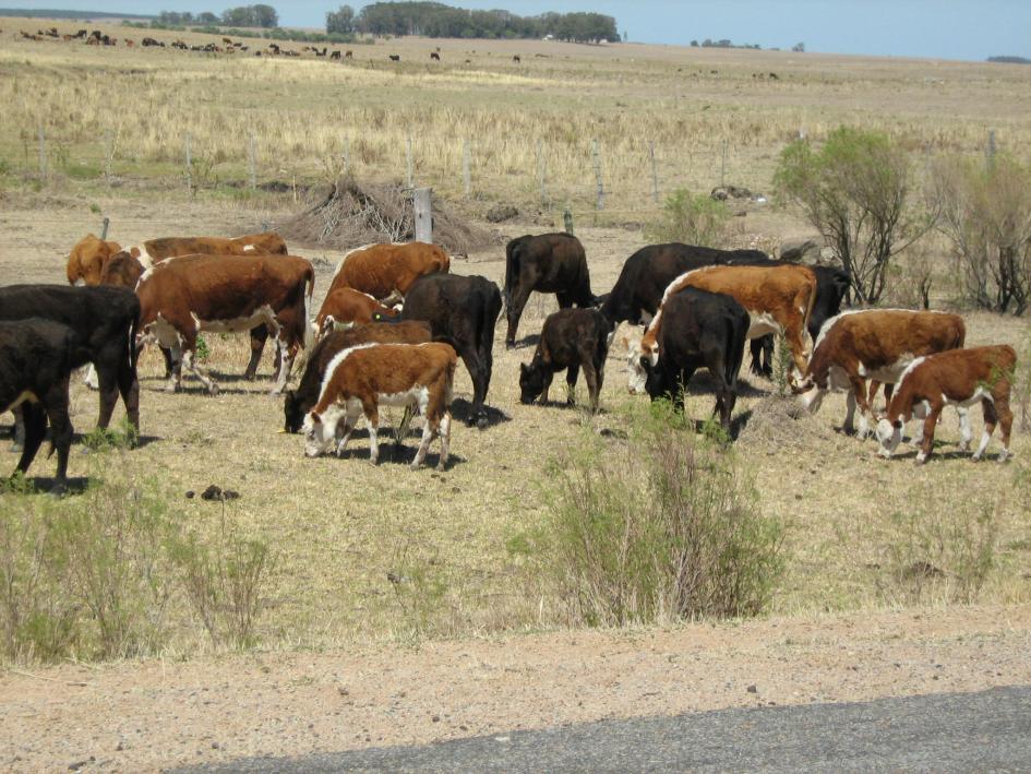 Pastoreo - ganado